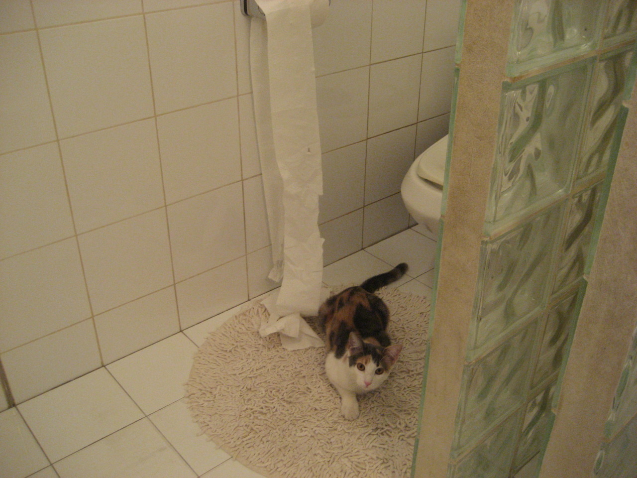 沉默交响曲,从比利时锁链到阿尔瓦雷斯的破局密钥