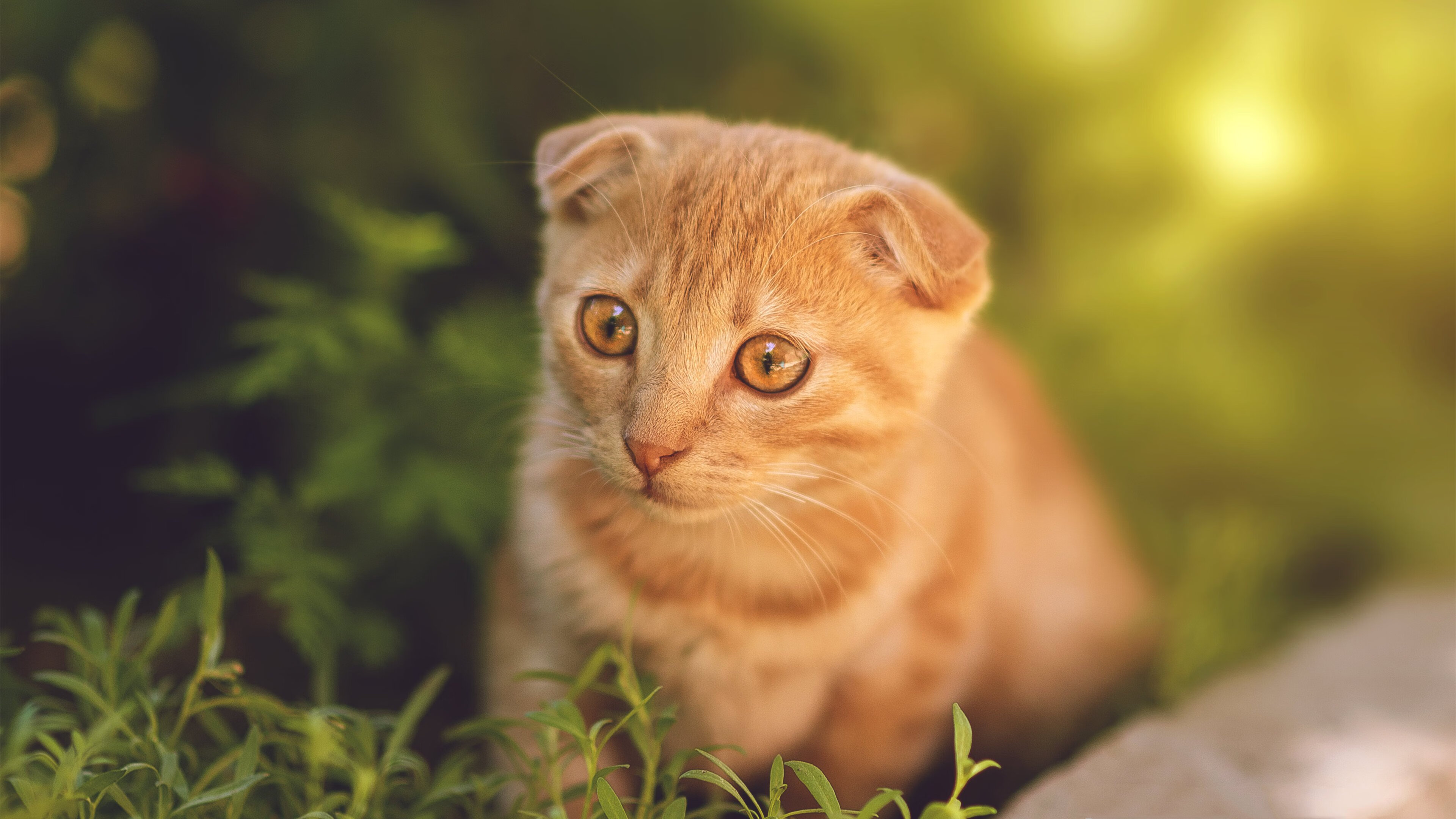 双城记,当曼城决战枪手,库里绝杀定乾坤