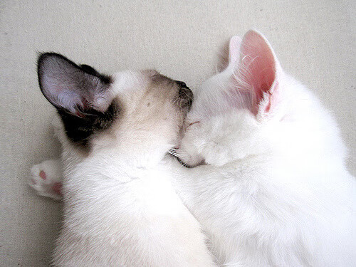 从撕裂之城到关键先生,英格拉姆一剑封喉,马刺团队风暴彻底粉碎浙江队