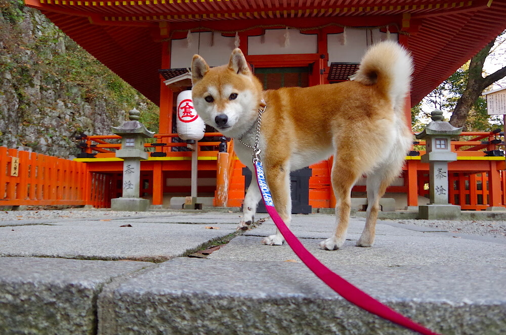 开云体育在线-龙争虎斗!浙江队抢七生死战淬火成金,力克猛龙昂首晋级