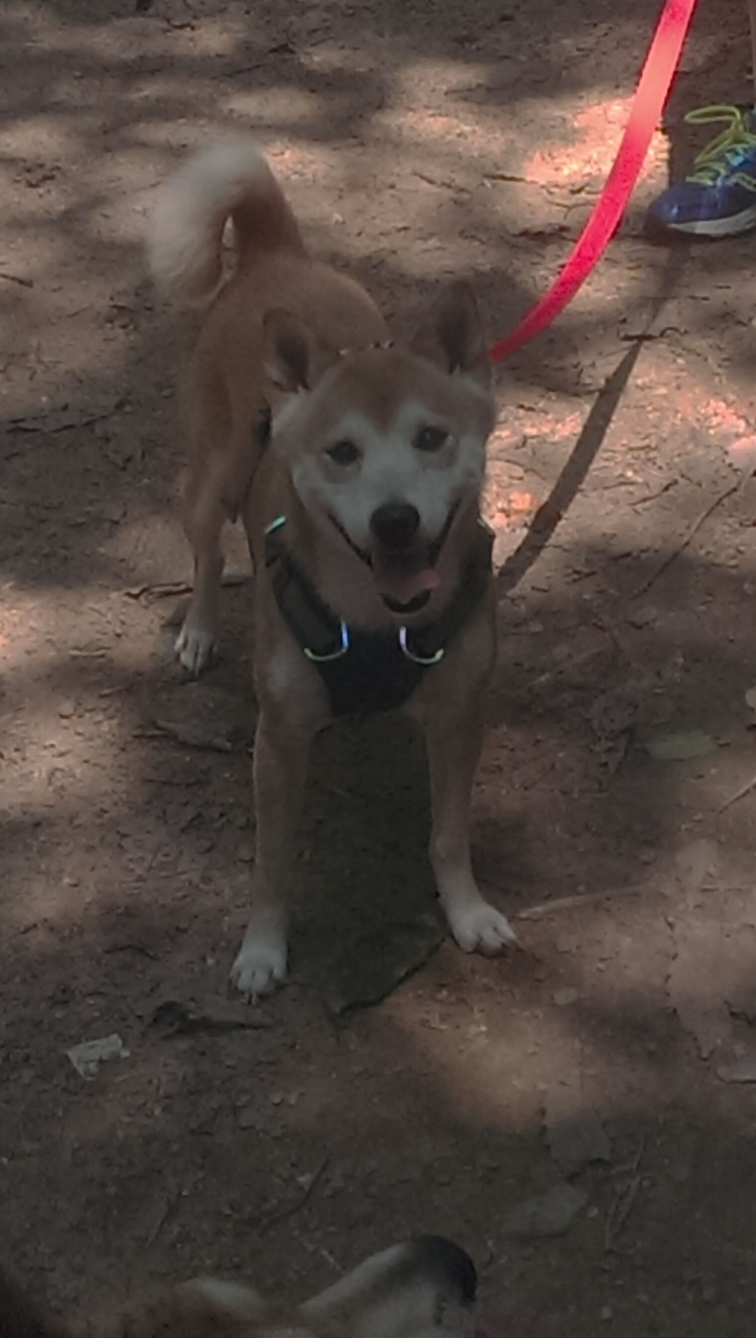 开云体育官网-绝杀与接管，揭示超级巨星核心之力的终极奥秘