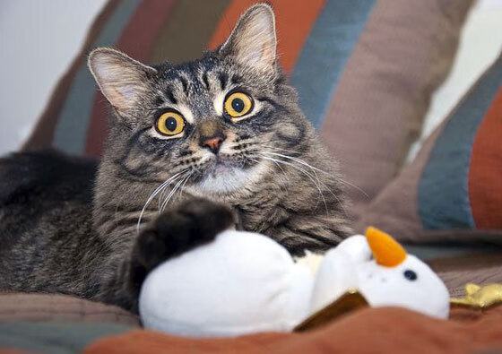 他以整个职业生涯为燃料，点燃这场篮球界的欧冠决赛