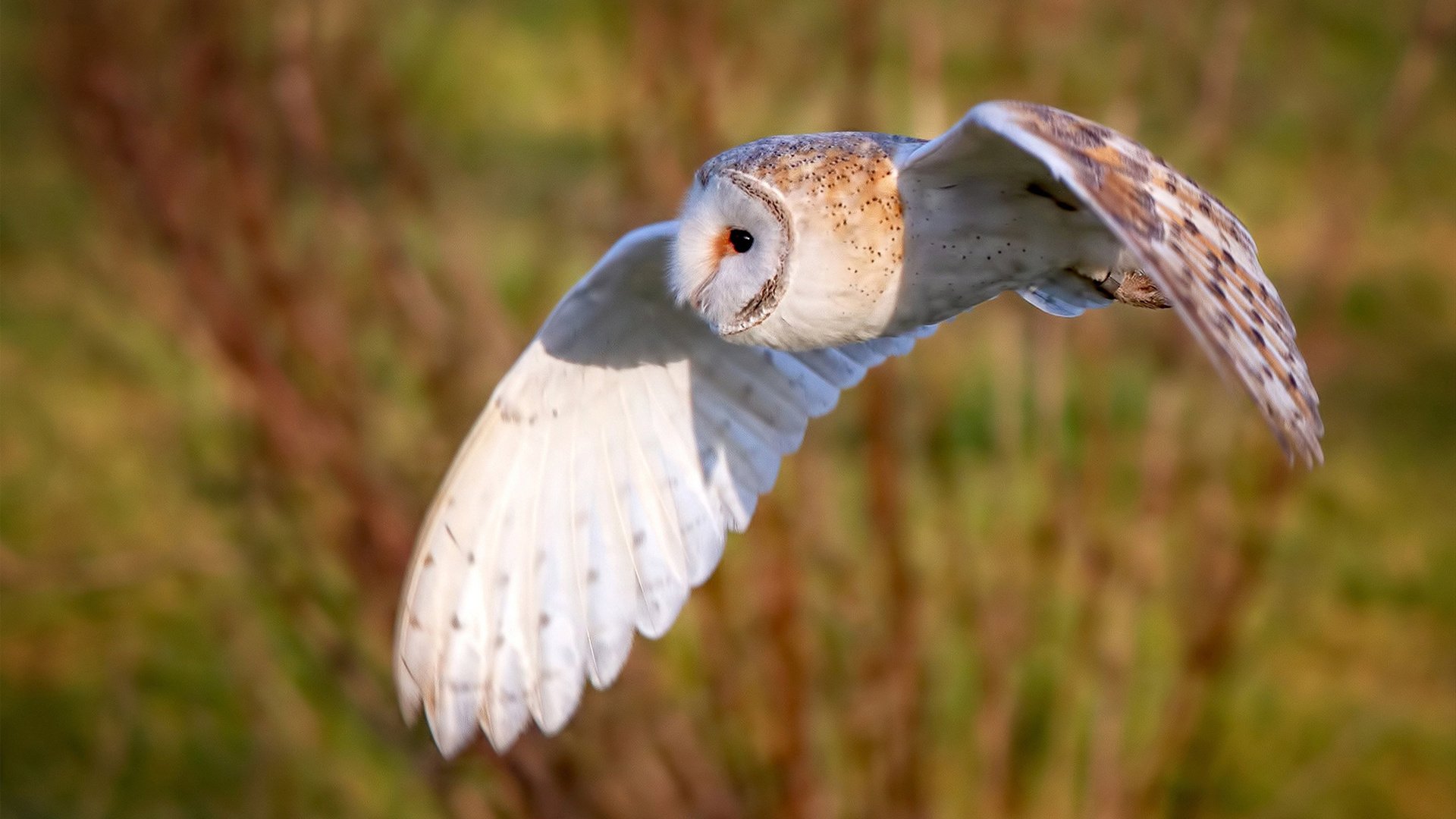 南半球远征，帕尔默的魔法时刻，切尔西在新西兰的战术宣言