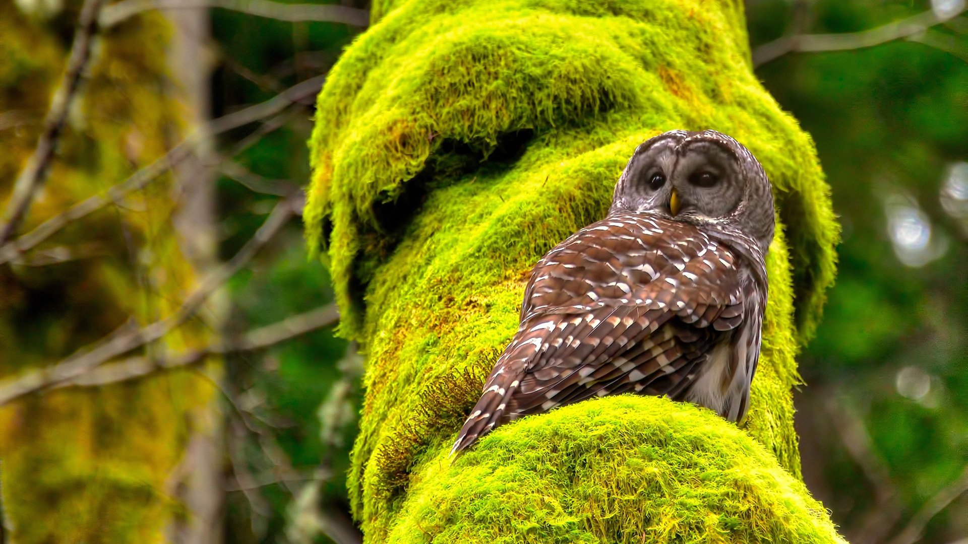 铁血意志与瑞士军刀的碰撞，拉亚一击碎盾！
