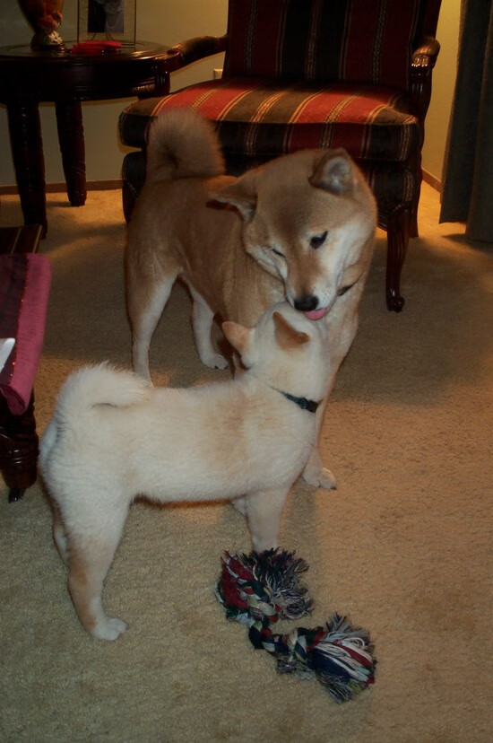 从阿尔及利亚战场到伯纳乌草坪，奇迹如何撕开历史的铜墙铁壁