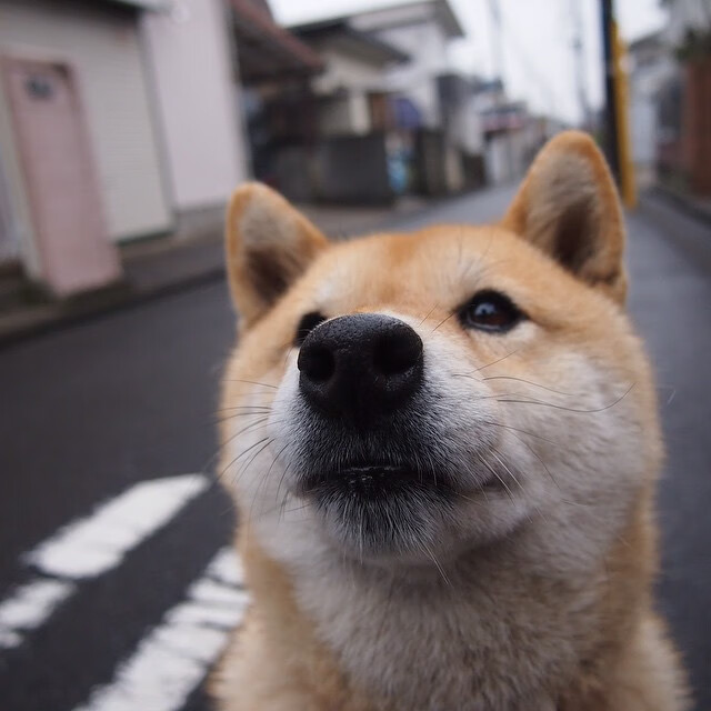 开云体育入口-铁骨精魂！小贾伦稳定输出不掉线，广厦爆冷黄蜂展露峥嵘
