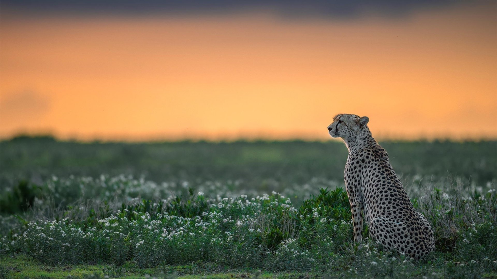 东方匕首刺破伊比利亚铁壁—李刚仁导演拉齐奥关键战突围西班牙