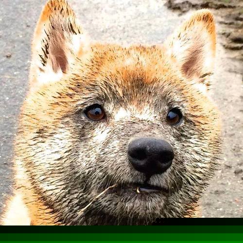 字母哥降临五棵松，北京队争冠战中的希腊式关键先生