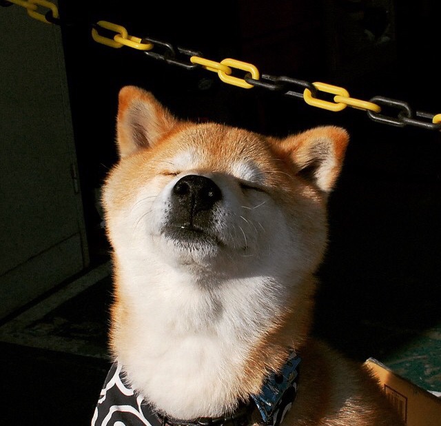 开云下载-当锡安成为孟菲斯图腾，灰熊狂胜湖人背后的精神密钥