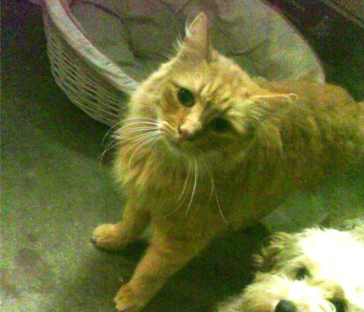 开云体育APP下载-当足球遇上篮球，西甲国家德比之夜，看约基奇如何在大舞台闪耀