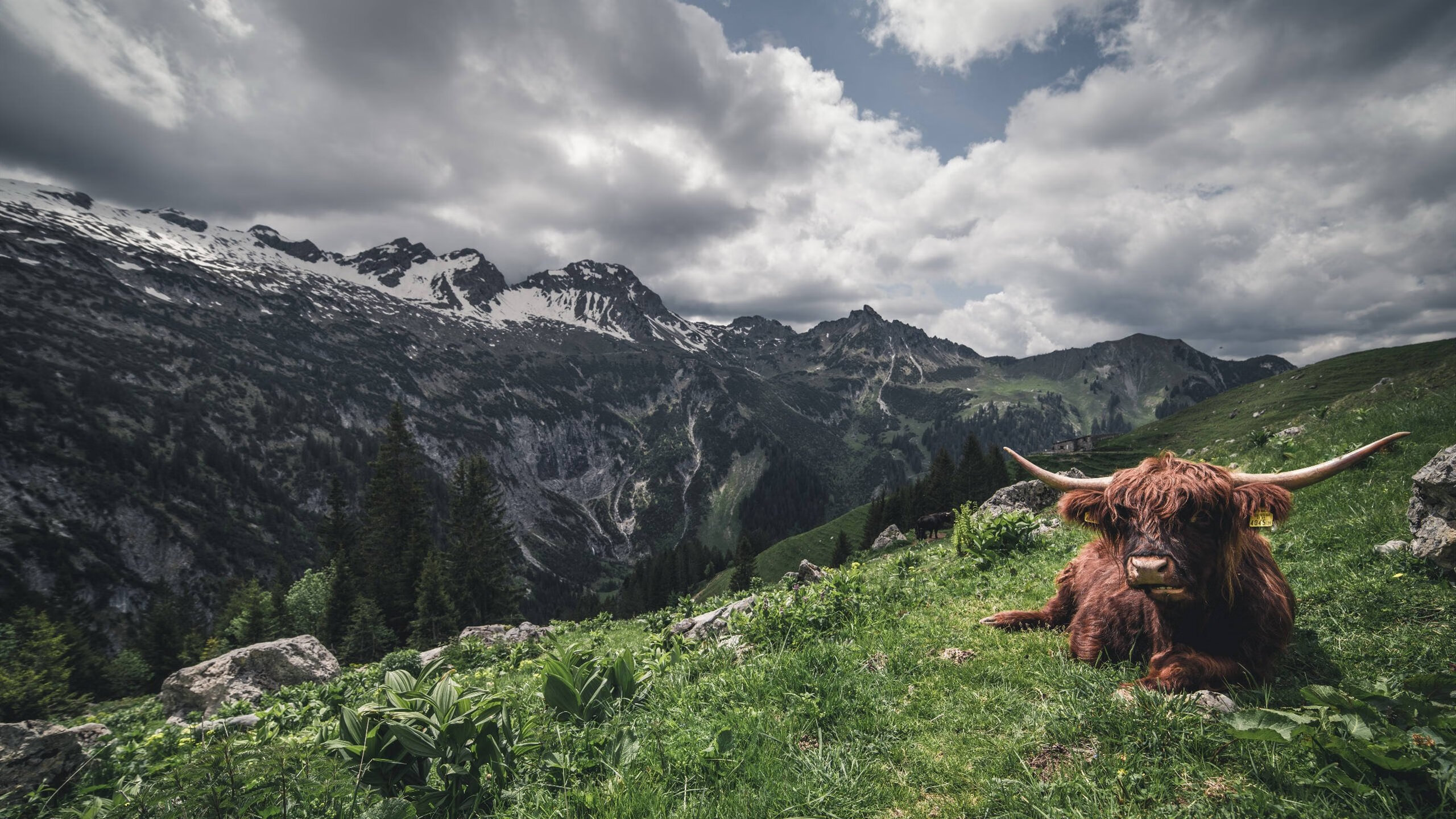龙旗飘扬，威尔士的十字弓如何收割欧冠赛场