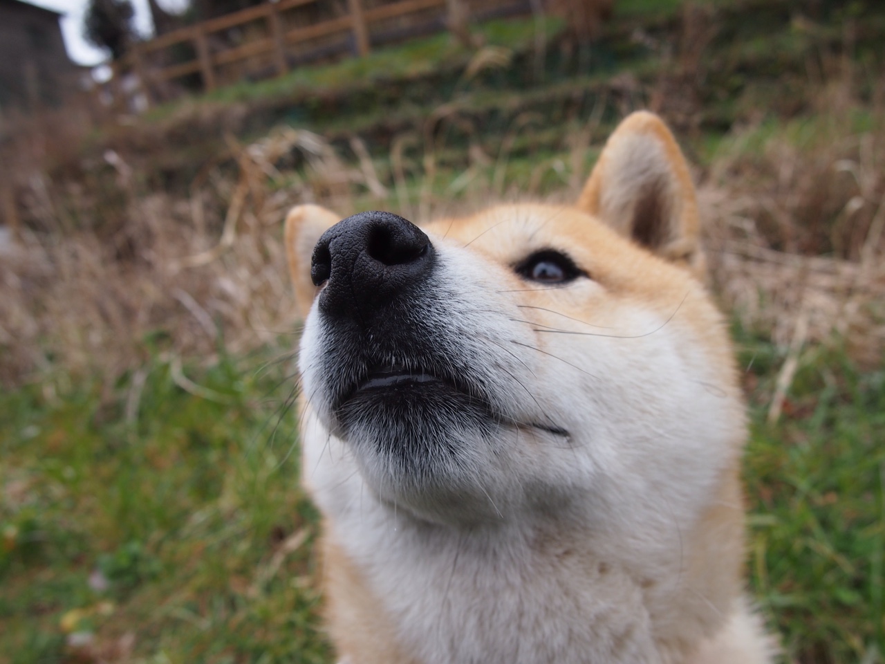 当蓝衣遇见三狮，巴斯托尼在尼斯之巅的孤独加冕礼