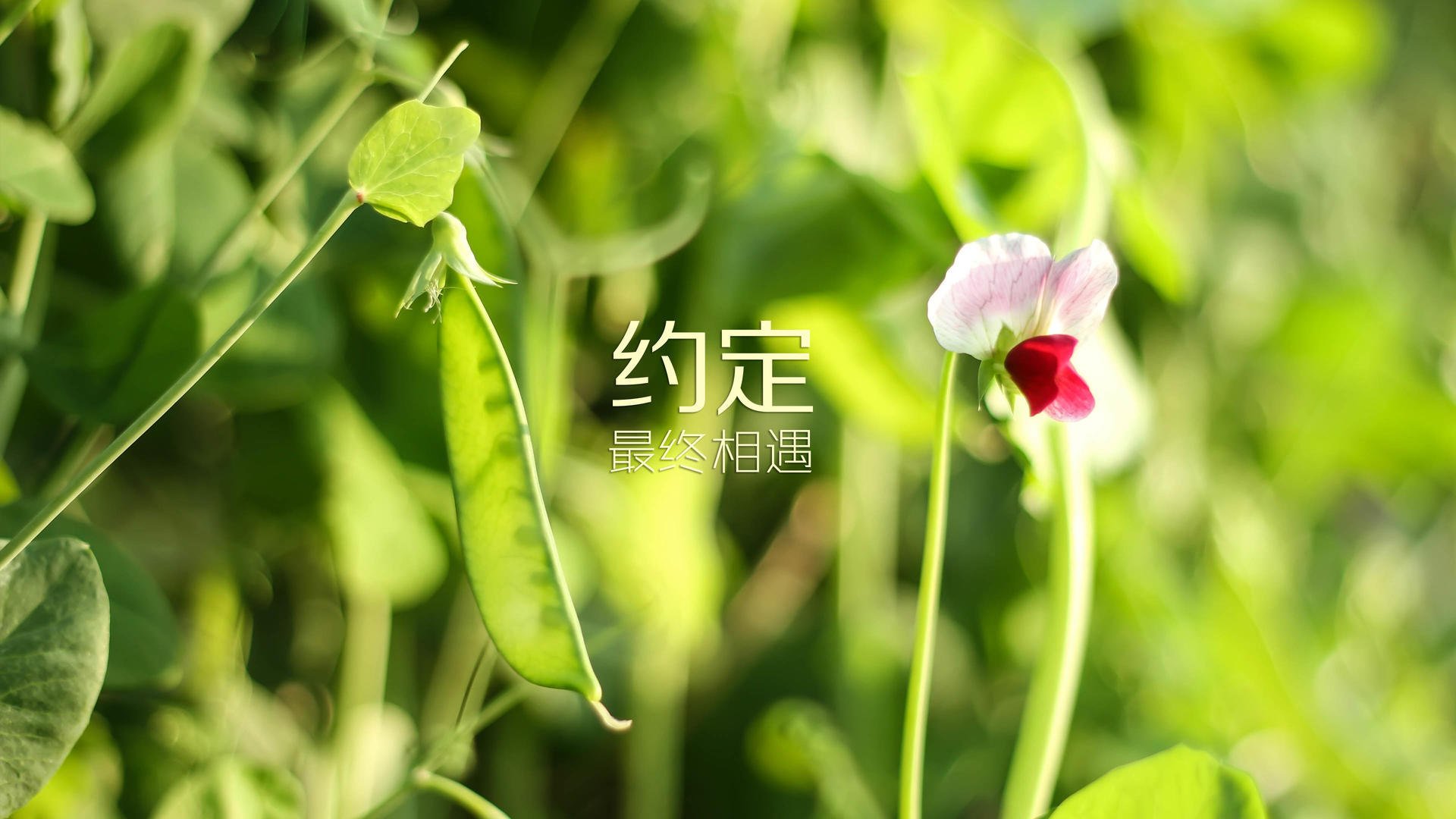 绿茵王者归来,2026世界杯B组焦点战,巴西碾压阿联酋,费利克斯独舞封神