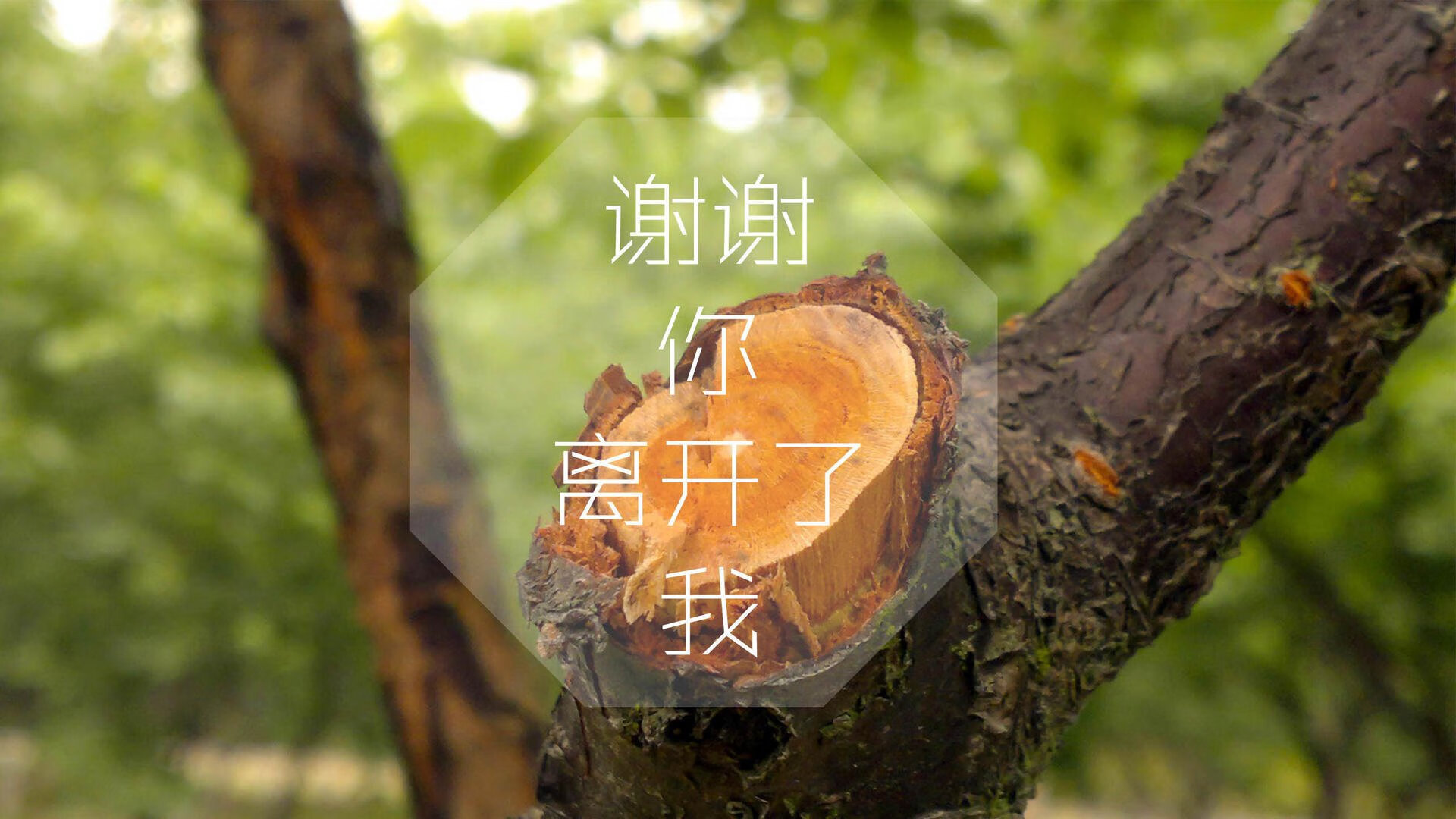 当非洲雄狮遇上安第斯雄鹰，布罗佐维奇，在世界杯争冠战的混沌中雕刻唯一